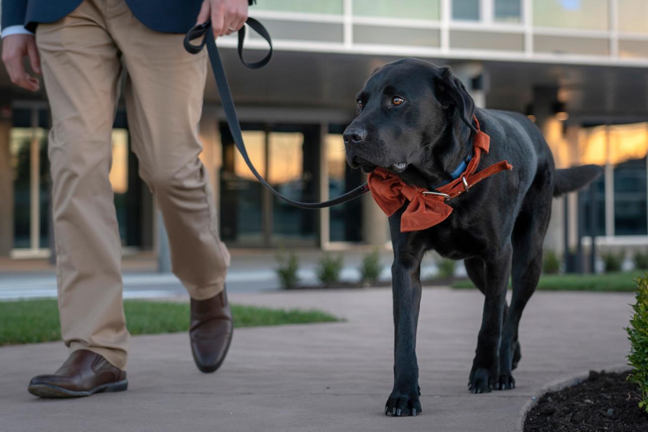 Hotel Peppers Silo Launceston Exteriér fotografie A service dog